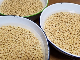 天女の味噌づくりを開催します。