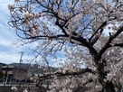 芦屋川の桜が満開に近づいてきました！！！