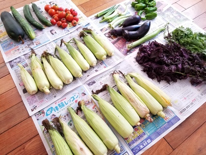 畑の恵み☆たくさんの夏野菜がやってきた